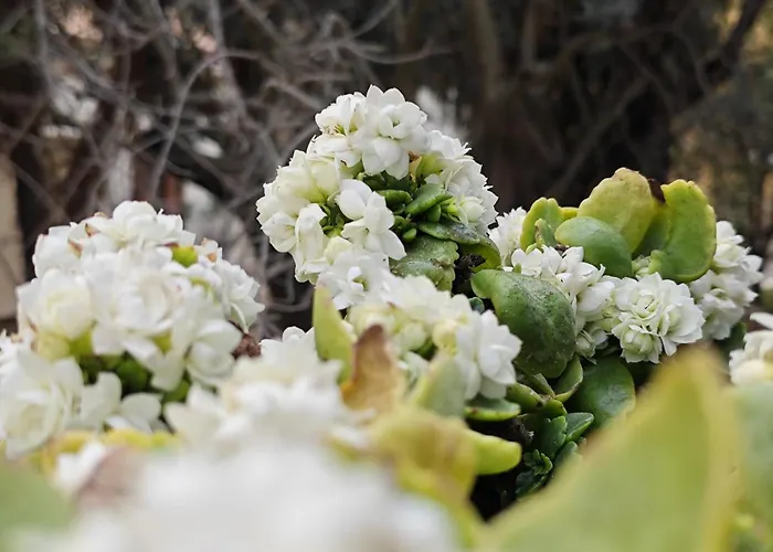Amoroso - Ospitalita Mediterranea Agrigento