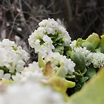 Amoroso - Ospitalita Mediterranea Agrigent