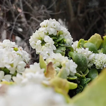 Amoroso - Ospitalita Mediterranea Agrigento