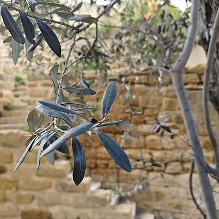Amoroso - Ospitalita Mediterranea Agrigento